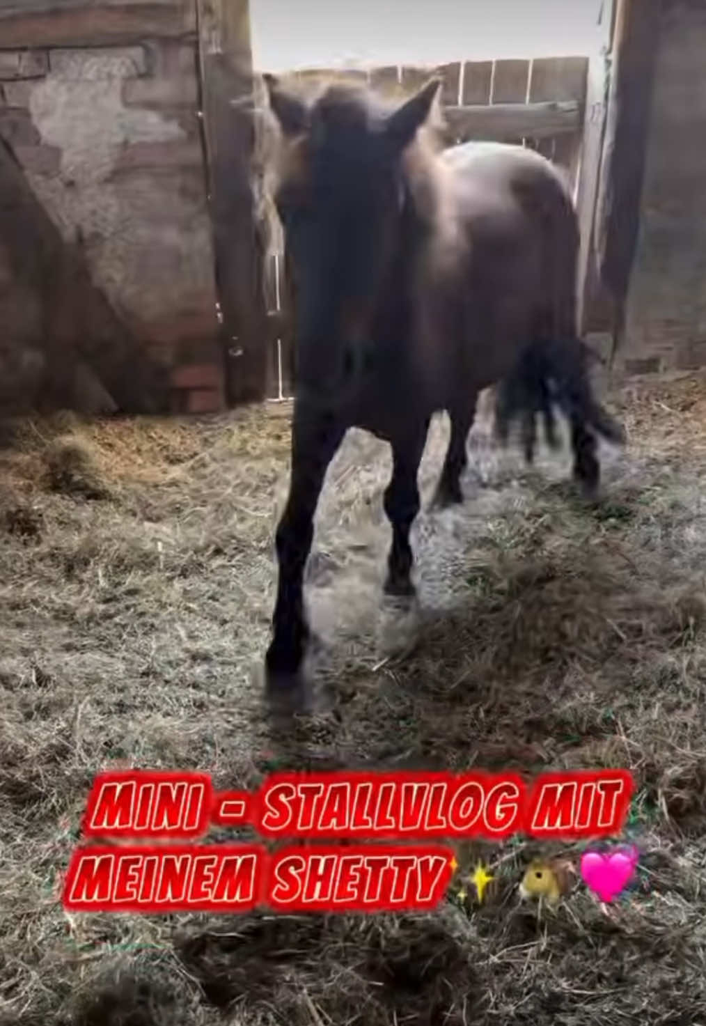 @kht_horselife