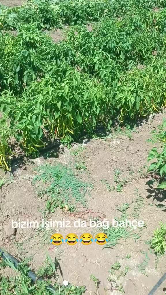 @imdat doğan