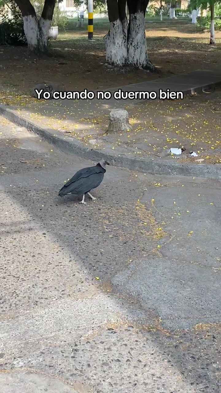 @SANTIAGOGO
