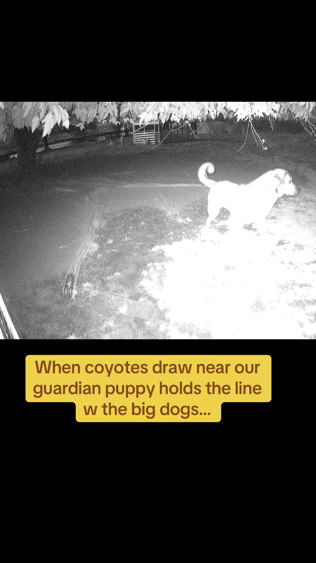@Raventree Ranch