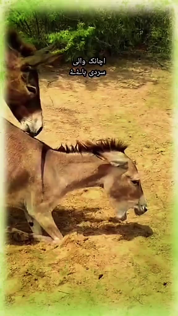 @🪱Donky Meeting🪱