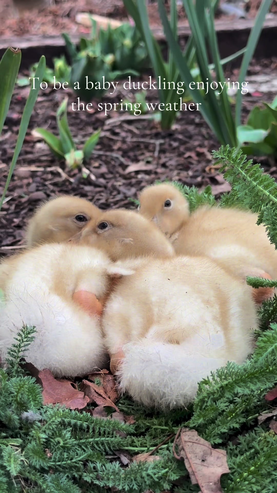 @Heavenly_Homestead