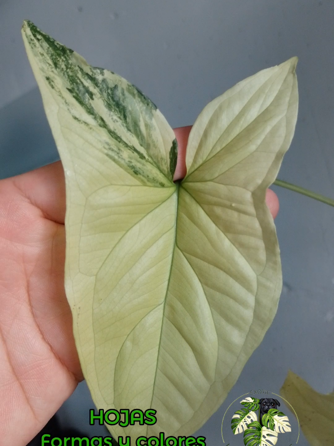 @LUCKY PLANTS