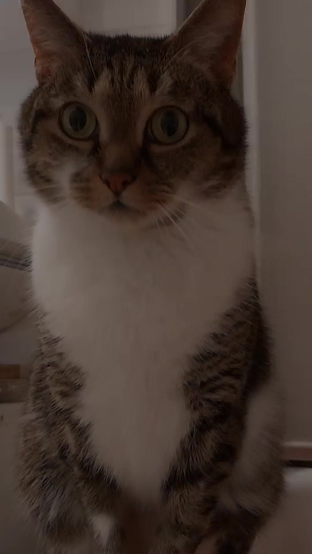 @Scotty🐱🐾🐱🐾 🐱🐾🐱🐾🐱🐾