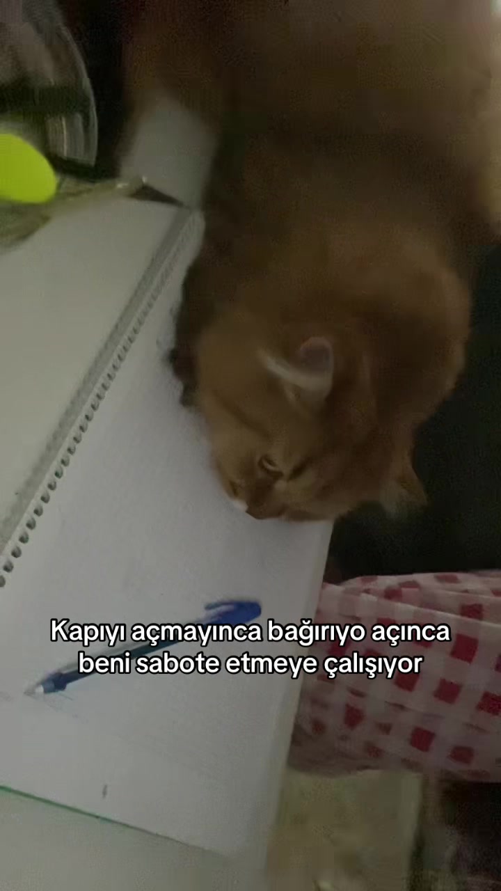 @Şeyma