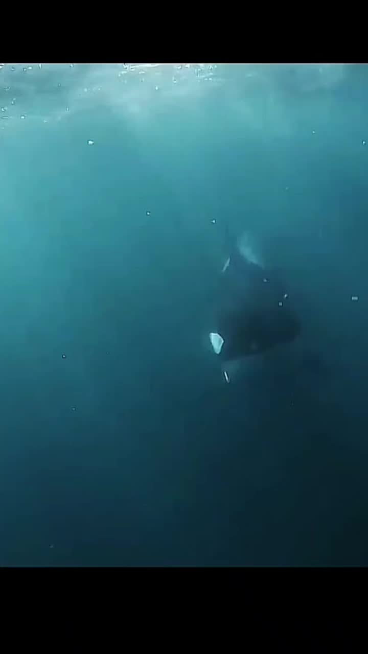 @wildlifemarine 🇲🇫