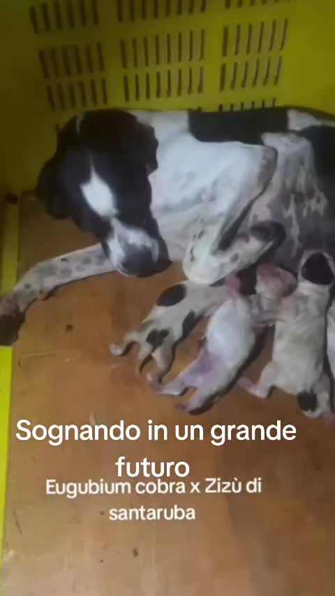 @antoniocasaroricc