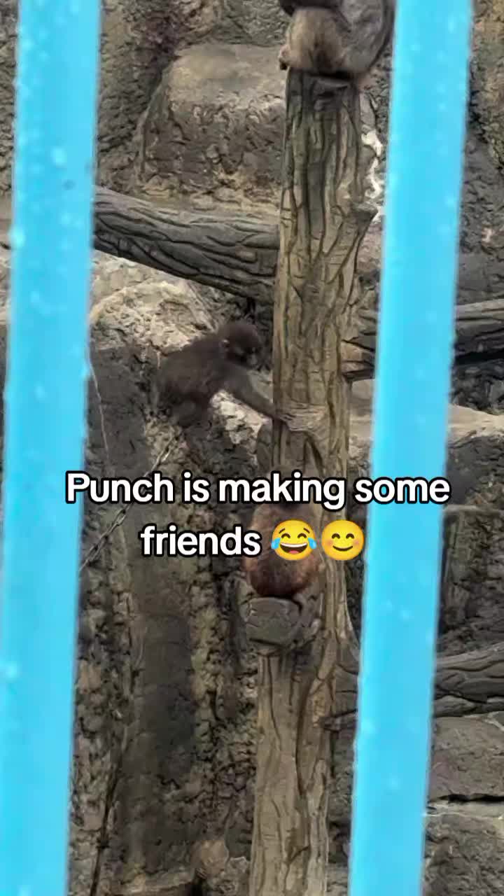 @Thepunchmonkey.com