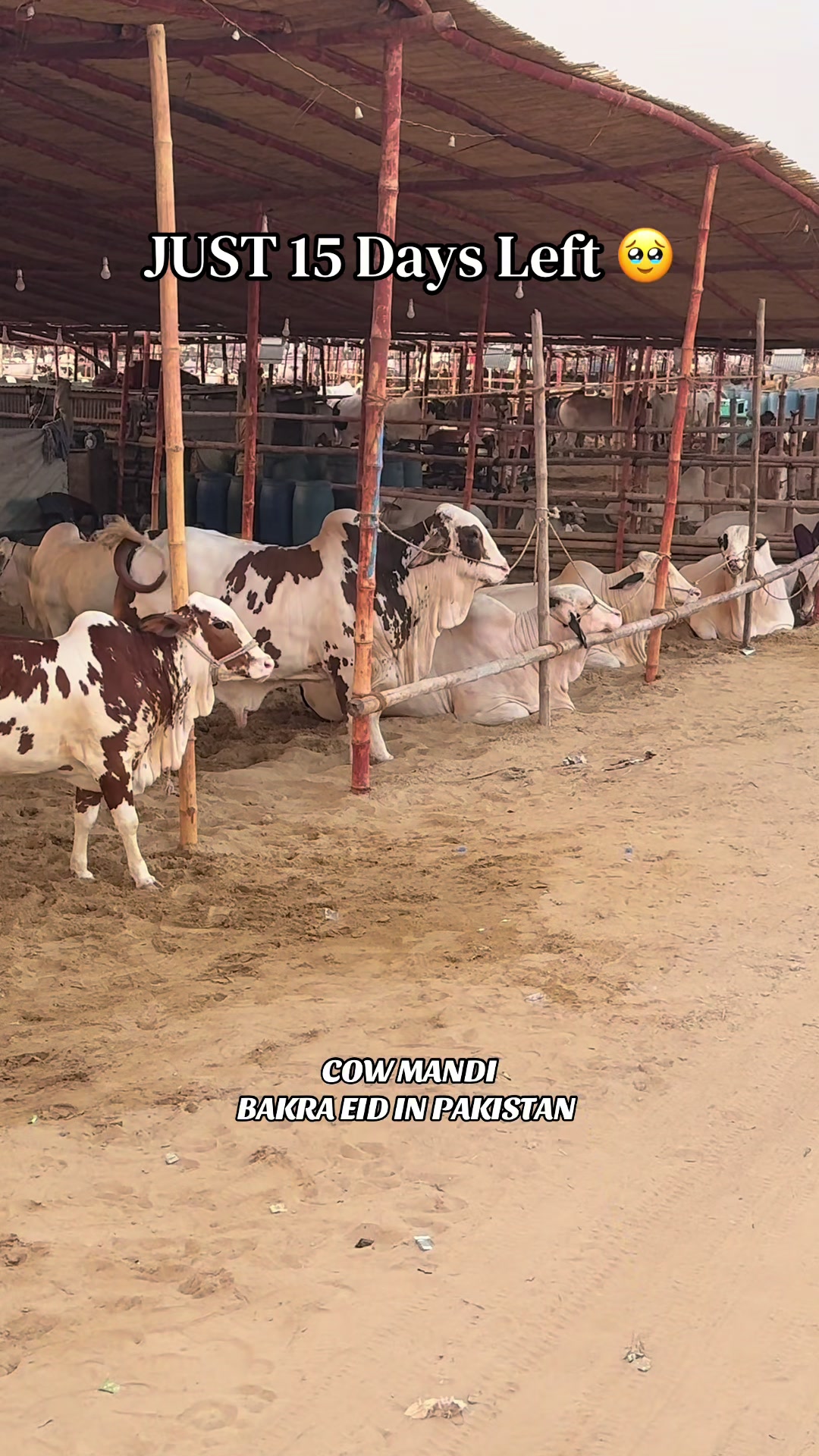 @COW MANDI (BEIP)❤️