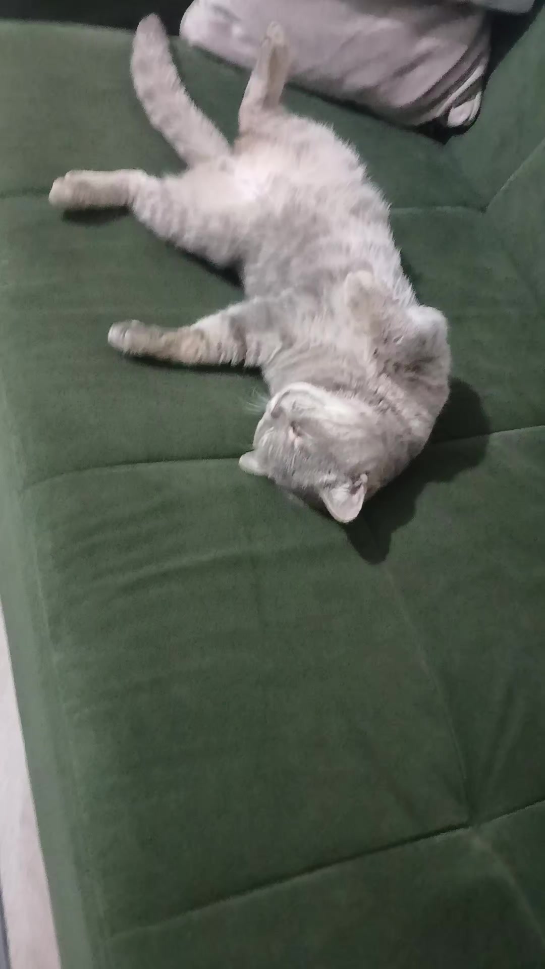 @💞S̴E̴V̴D̴A̴ ̴💞KEDİ💞