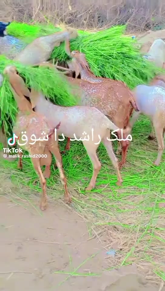 @Malik Rashid