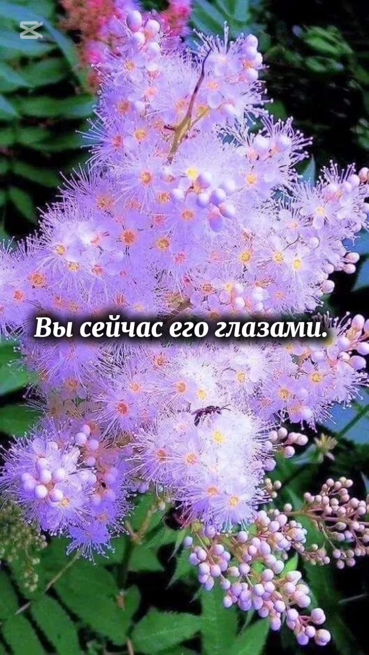 @Polli