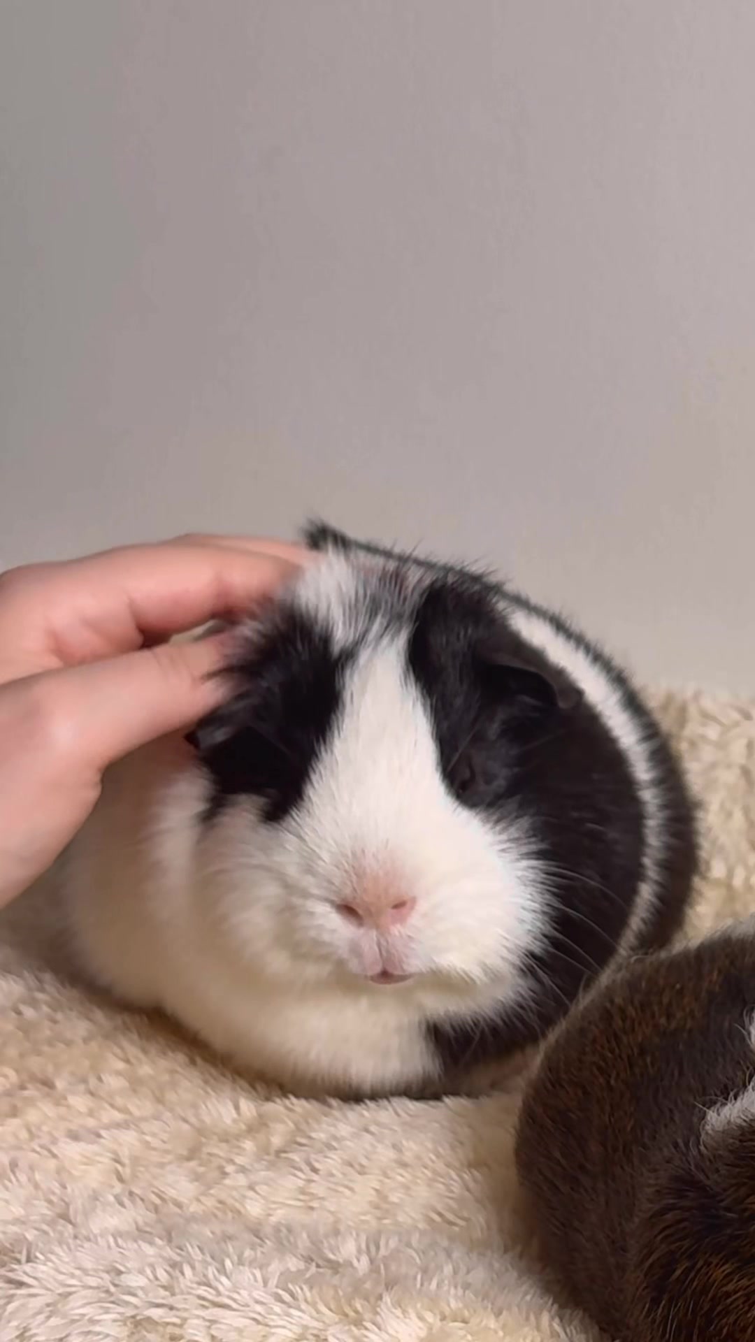 @friendly_guinea_pigs