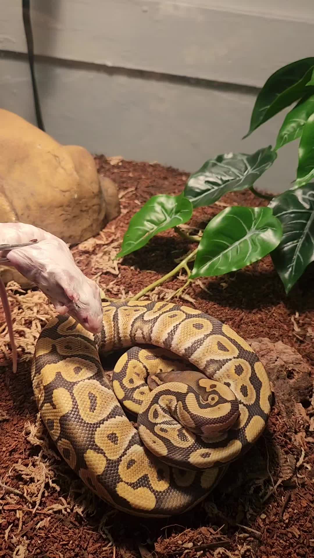 @Ballard&rsquo;s Reptiles