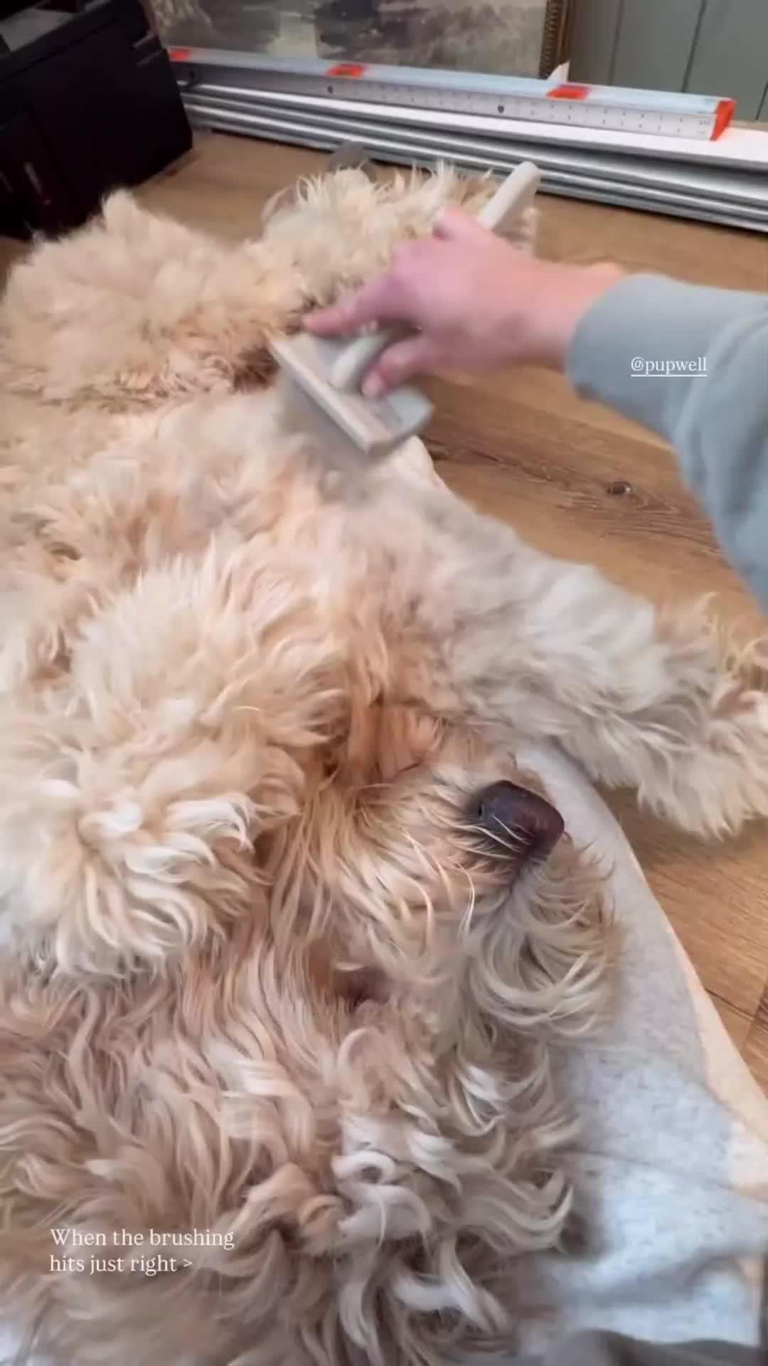 @Pupwell