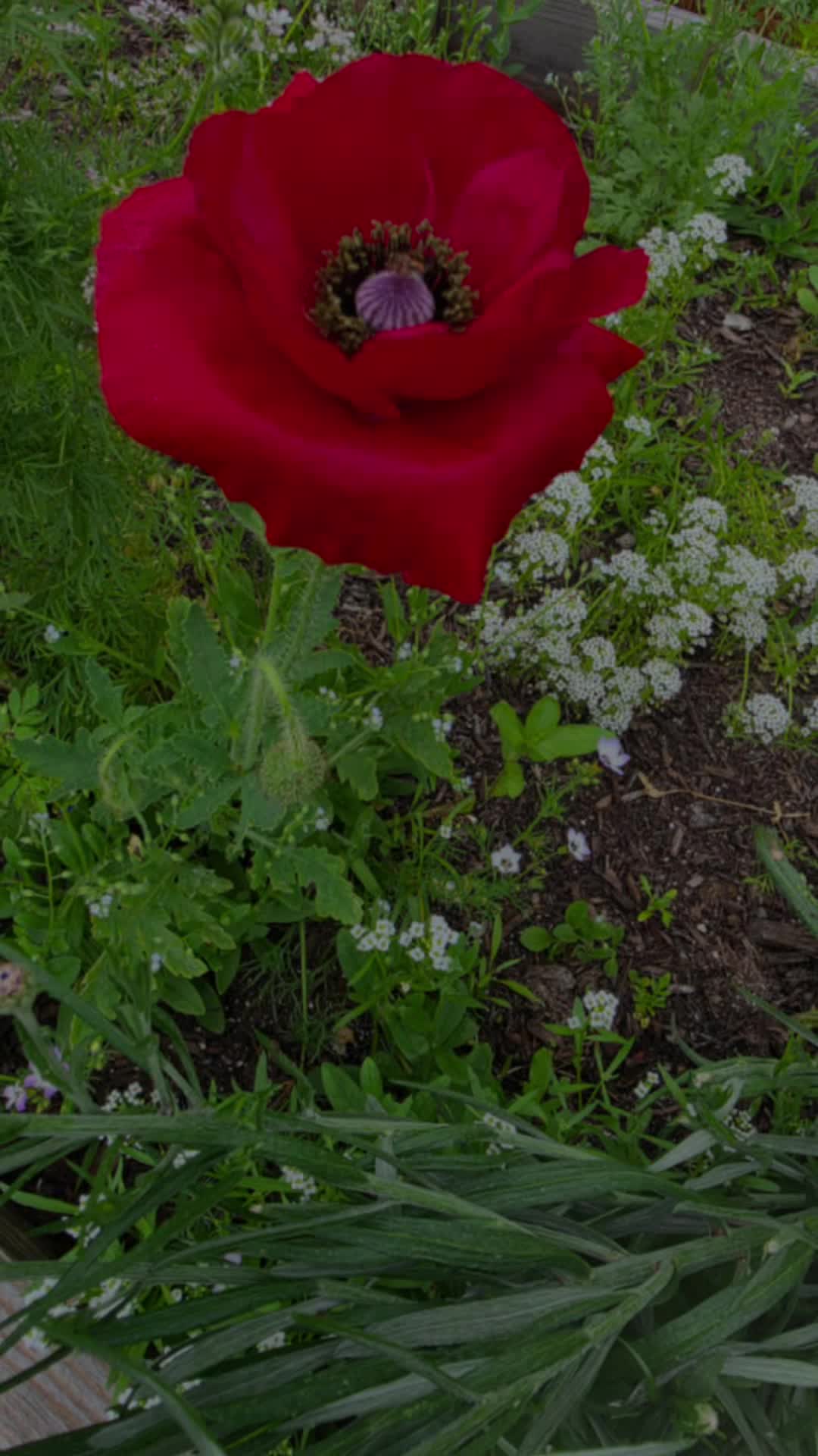 @SilverSoldier3039