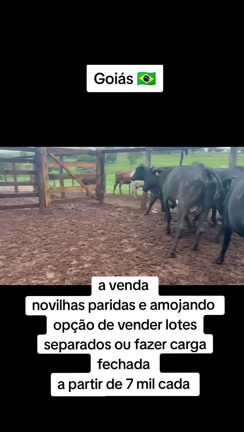 @marketing_do_gado