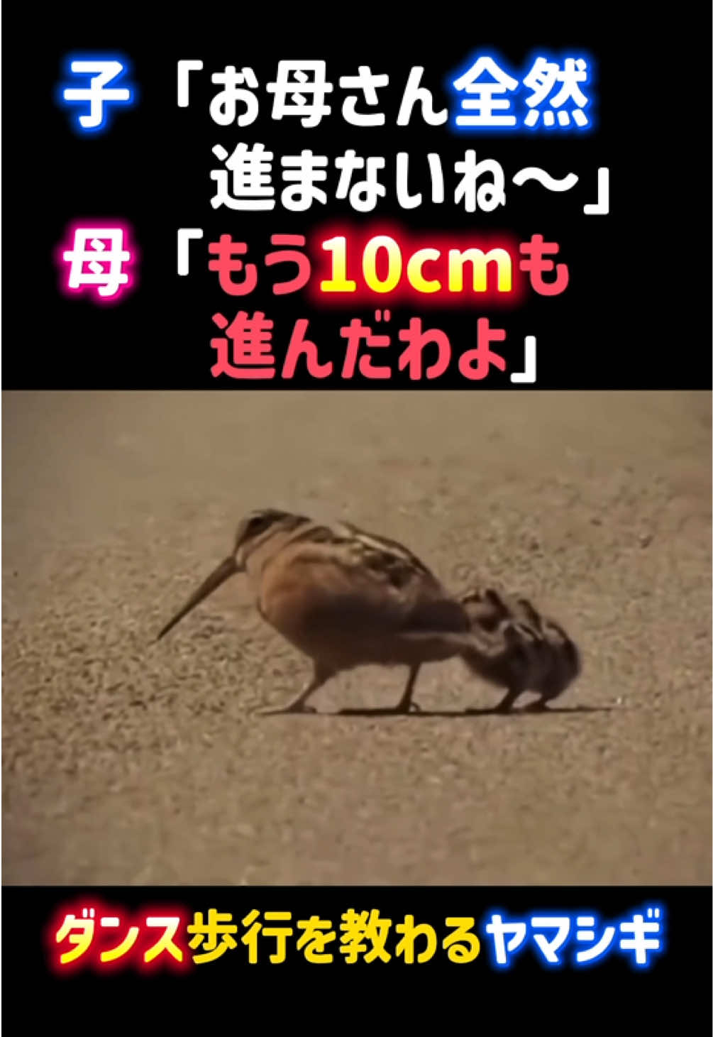 @動物癒し動画♡ animal cute