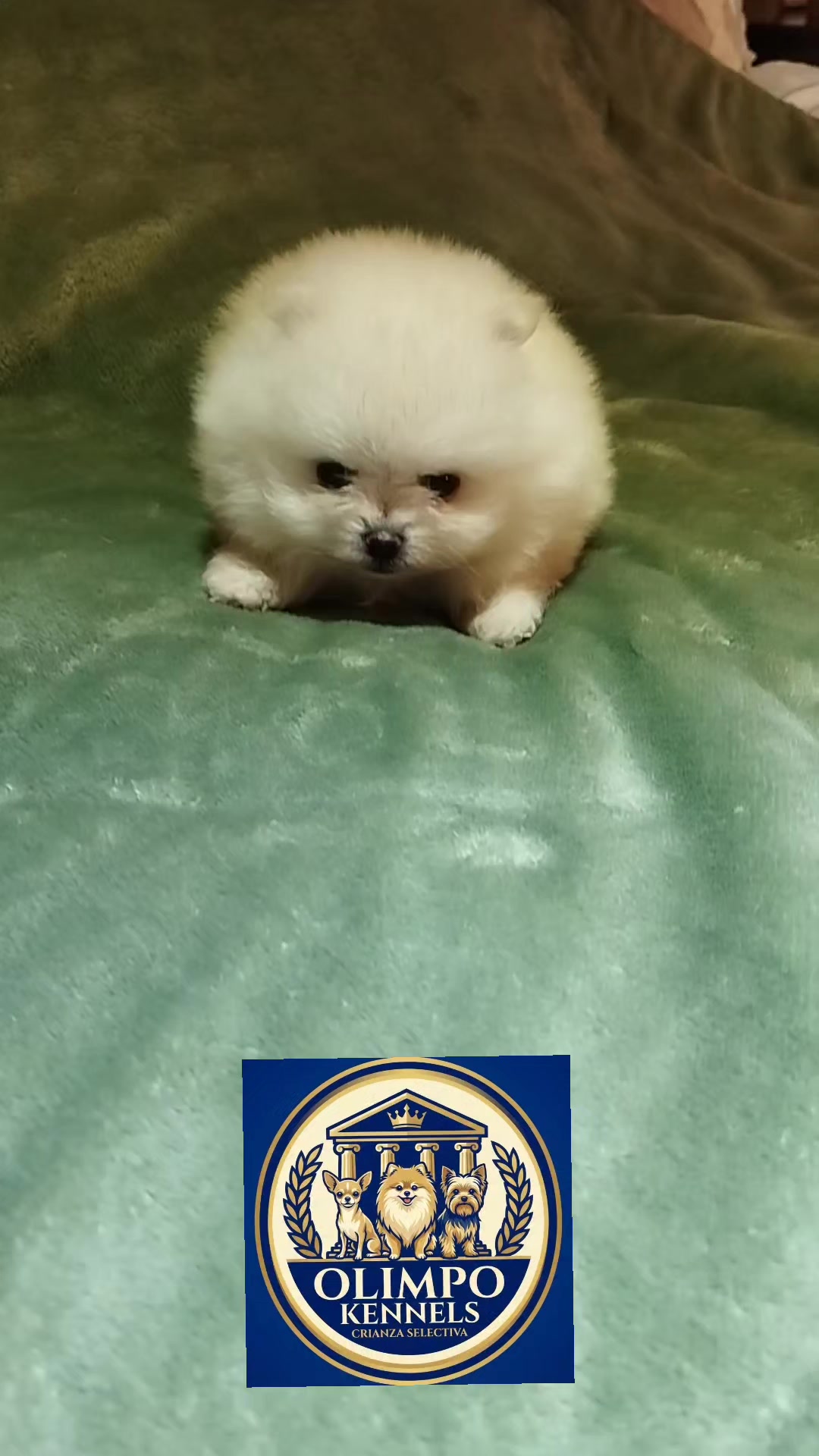 @olimpokennels