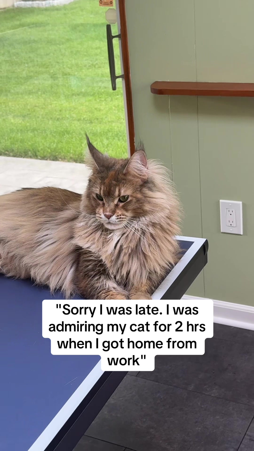 @Theo & Ember 🐈🐈&zwj;⬛