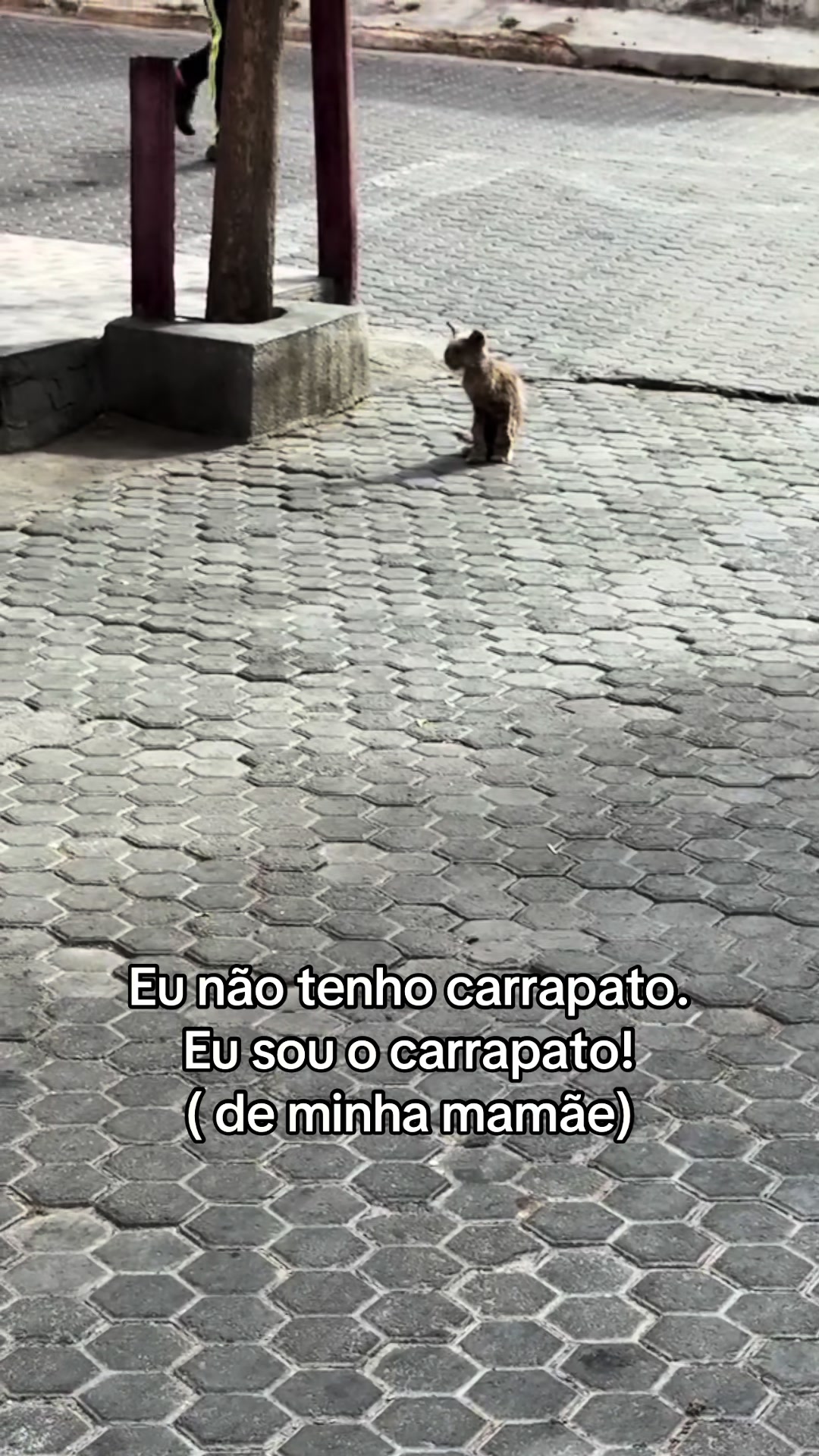 @ogatorenatinho