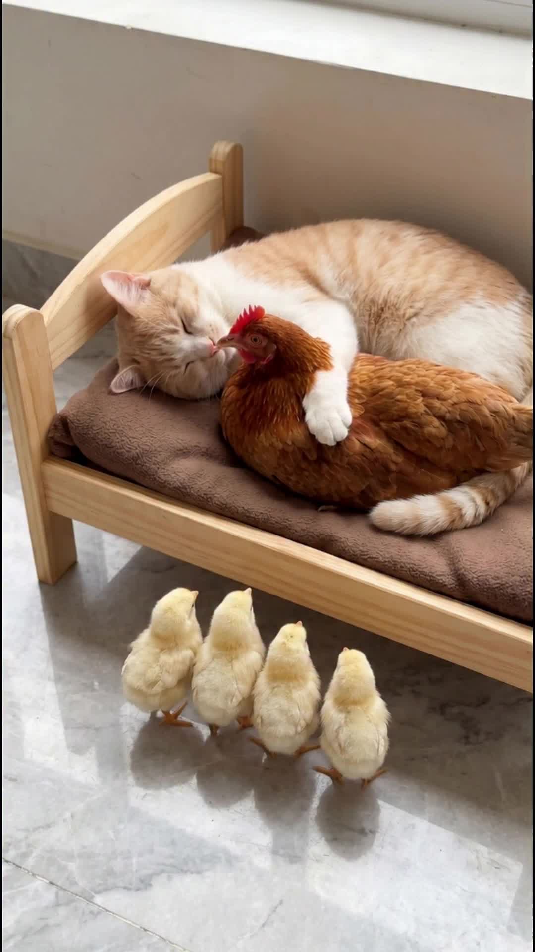 @middlepets