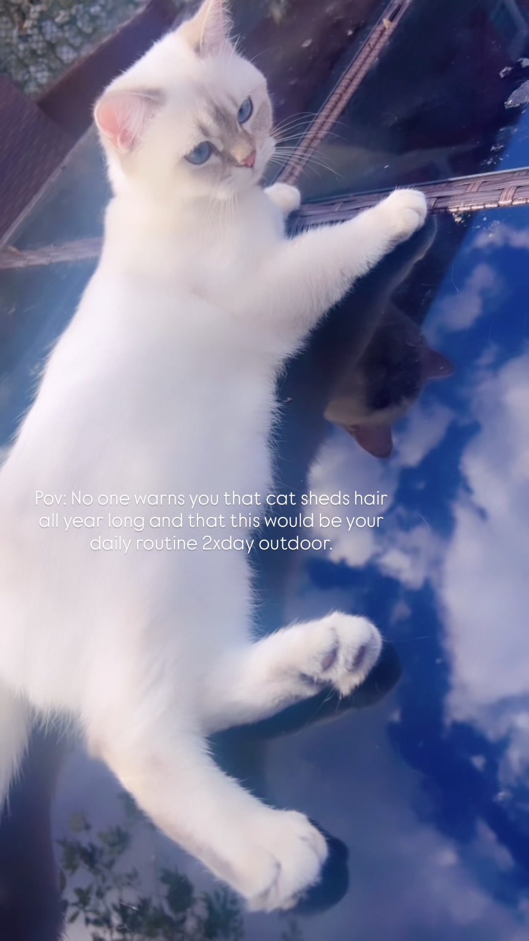 @🕊️