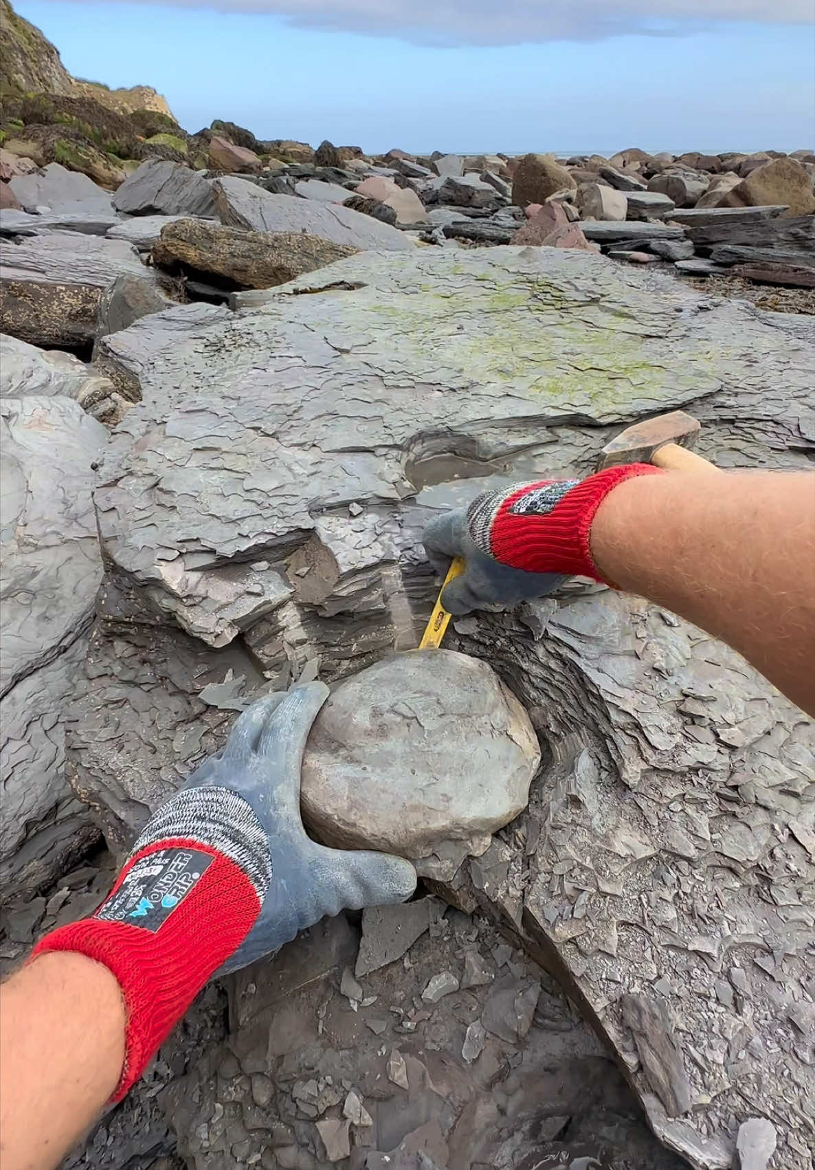 @yorkshire.fossils