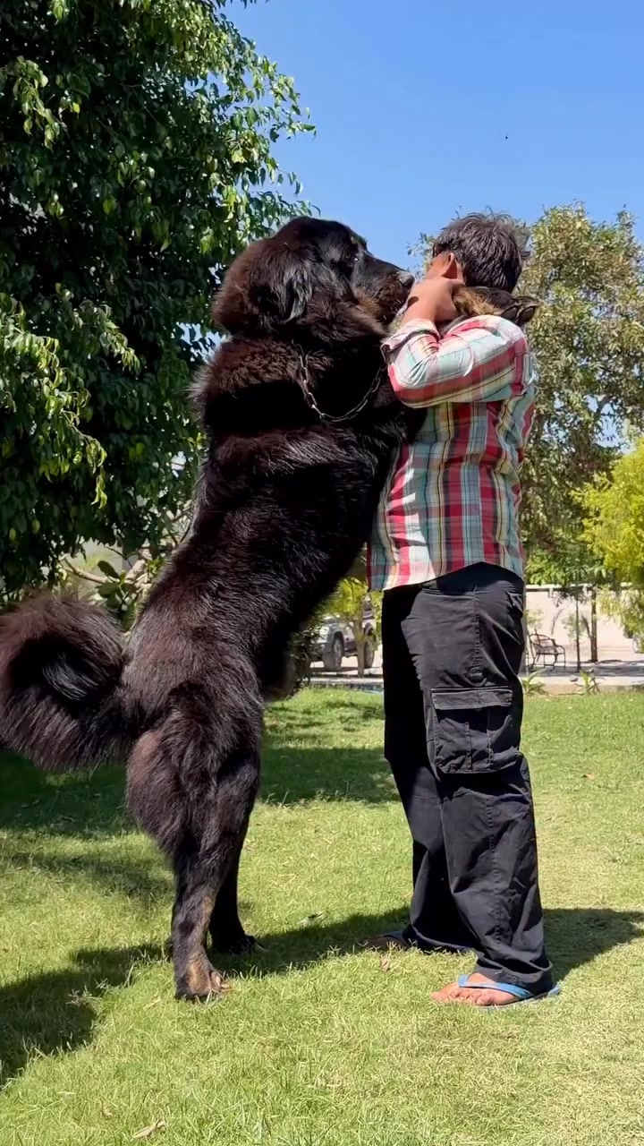 @Kashmiri_Bakrwal_Dog