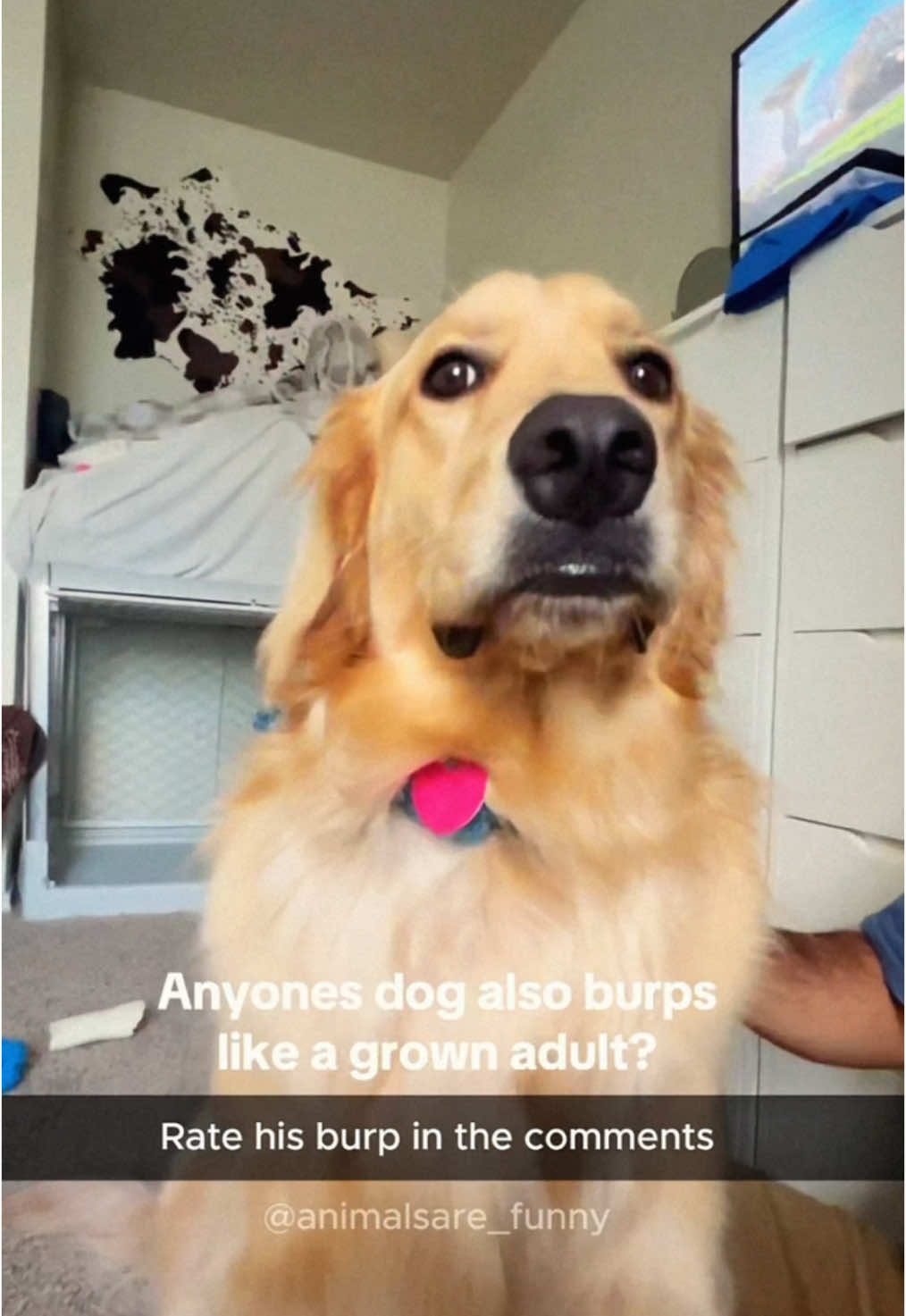 @Funny animals ๐น๐ถ๐บ๐ธ