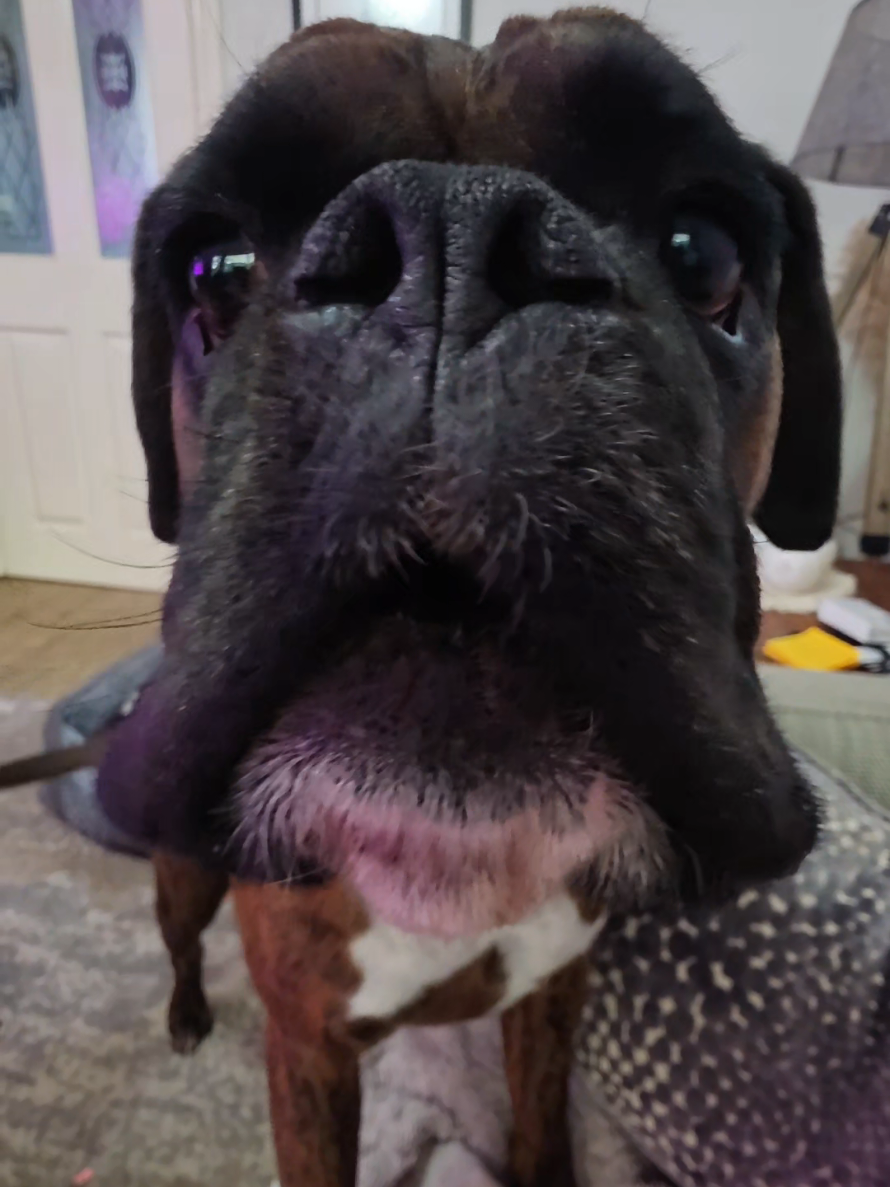 @Clive The Boxer Dog