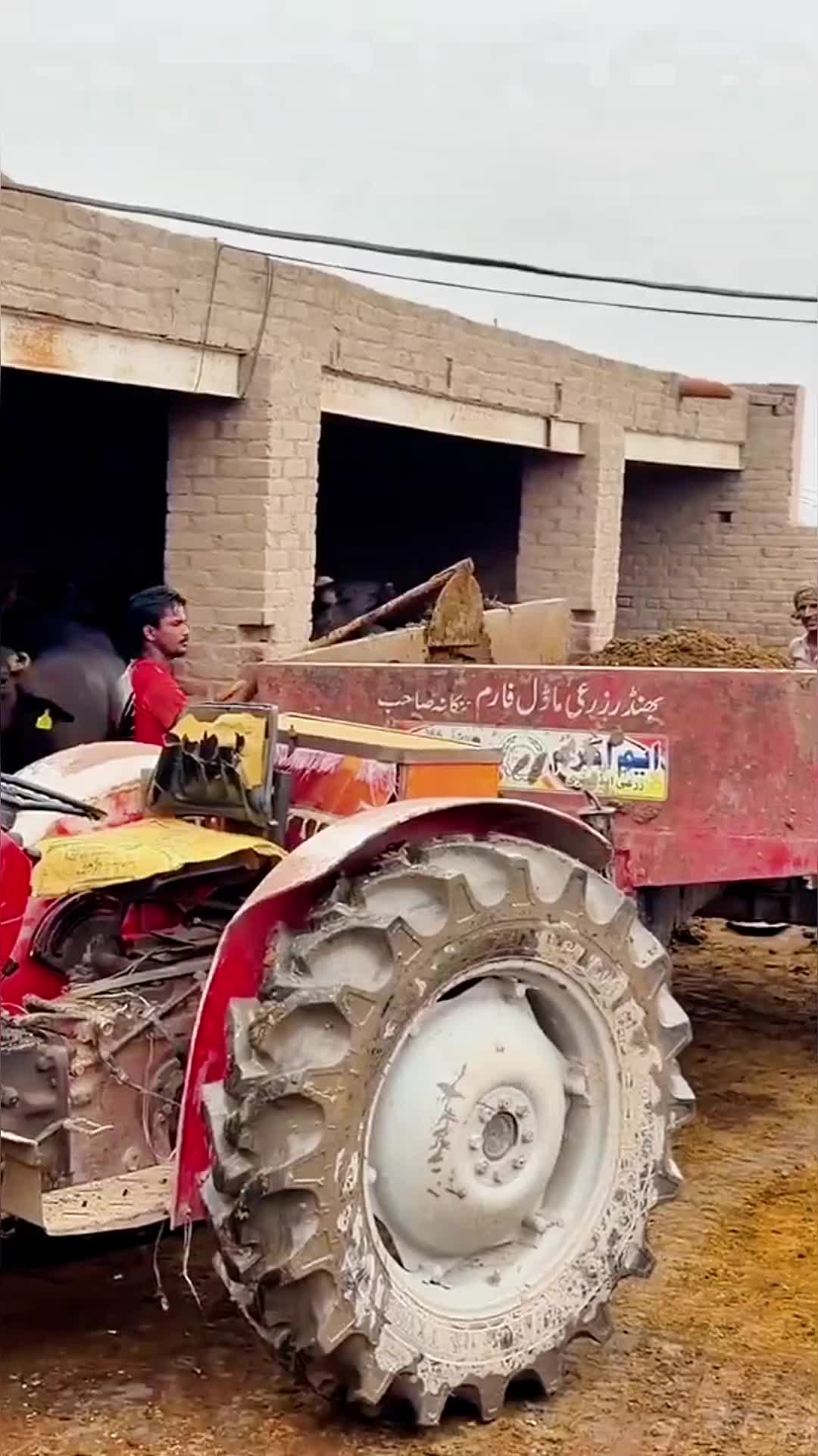 @Waqar Bhinder Dairy Farm