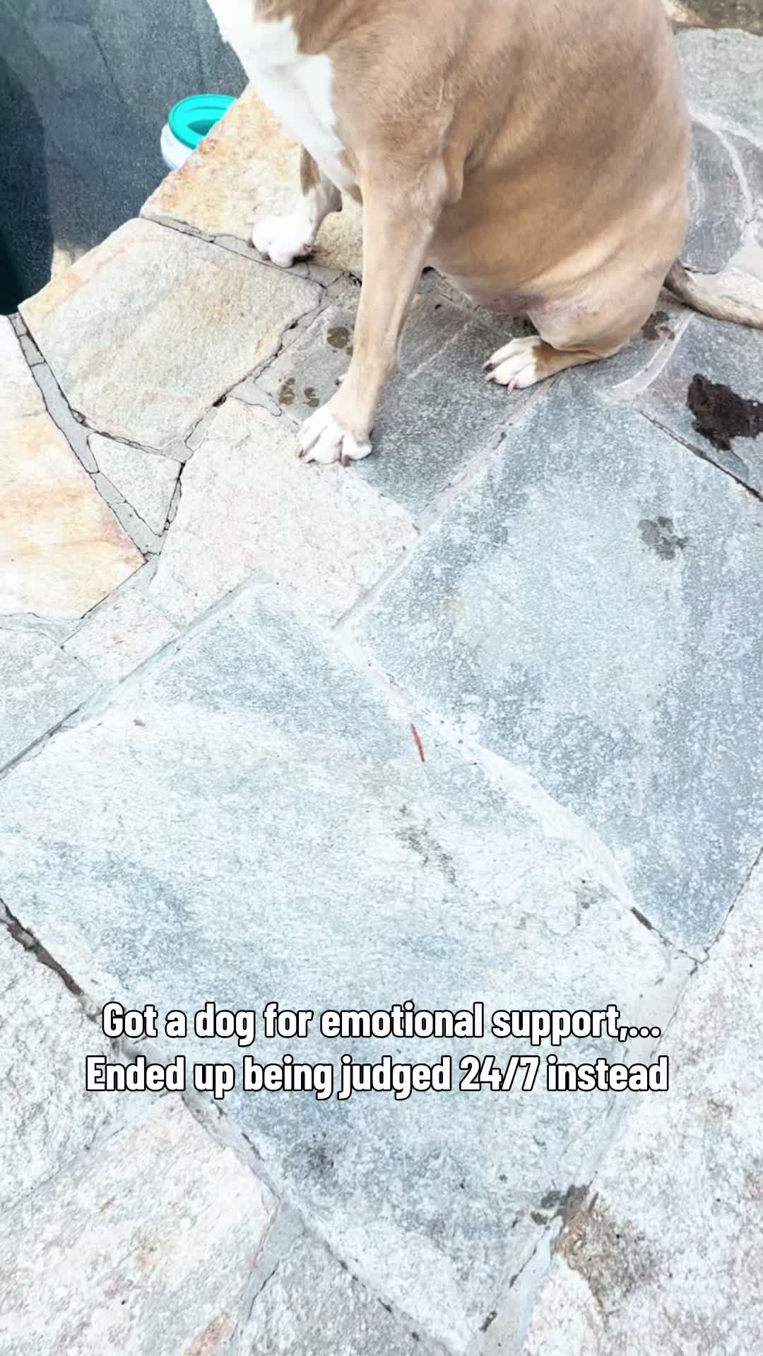 @Indie.pittie