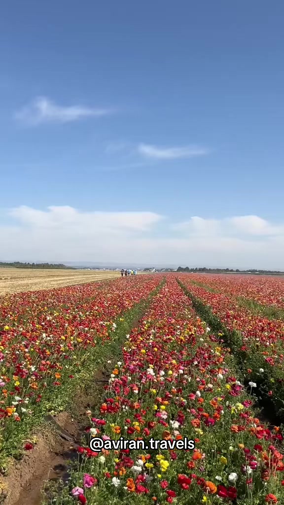 @AviranTravels