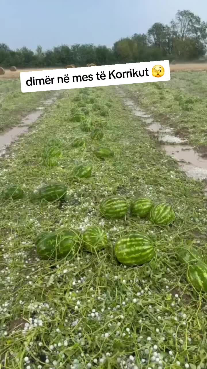 @Gjurmë Jete