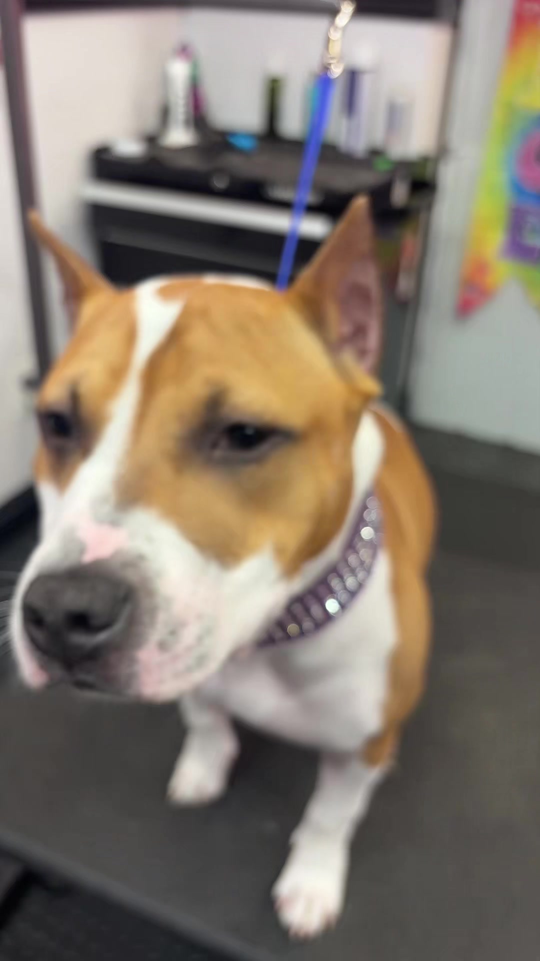 @Furbabies Grooming