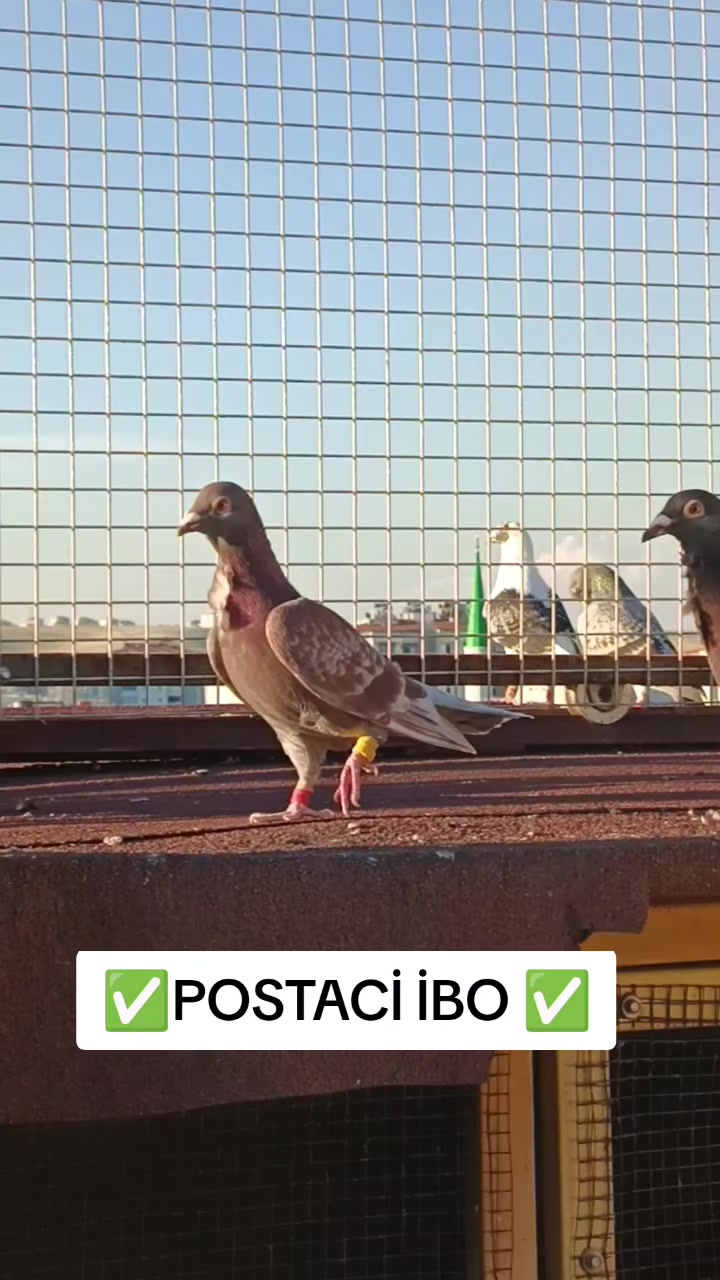 @🦜🦜POSTACI İBO TEKİN 🦜🦜