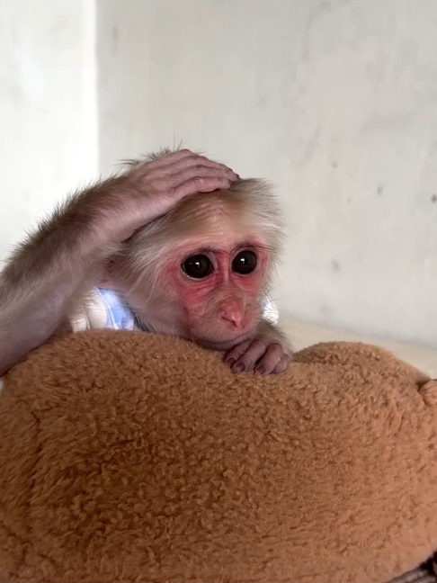 @Monkey TP
