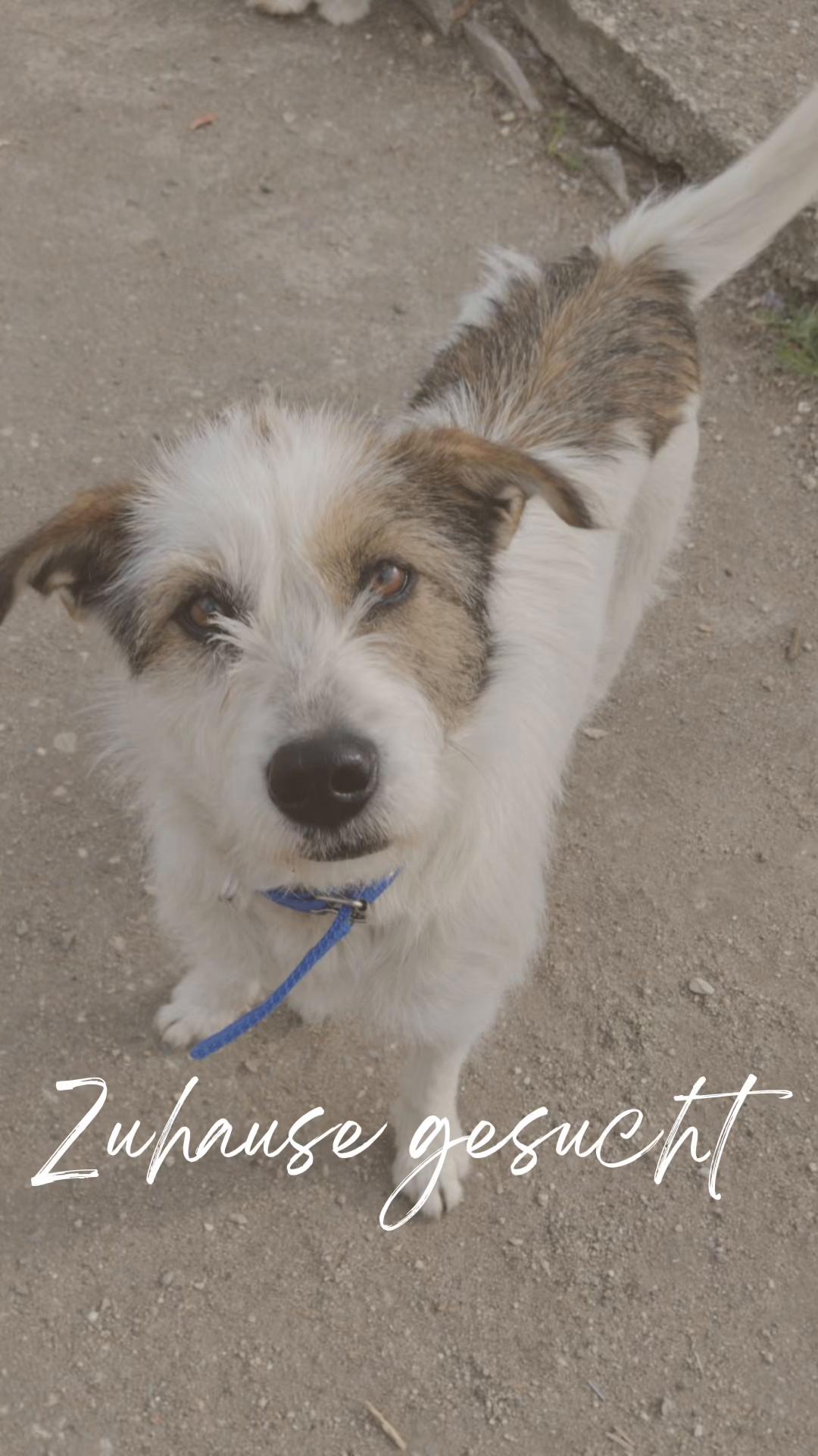 @Hundeherzkommando 🐾