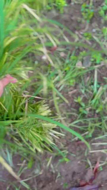 @Surya_adhikari1