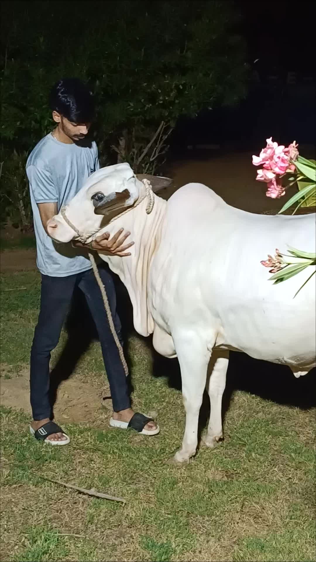 @Muhammad Abubakar