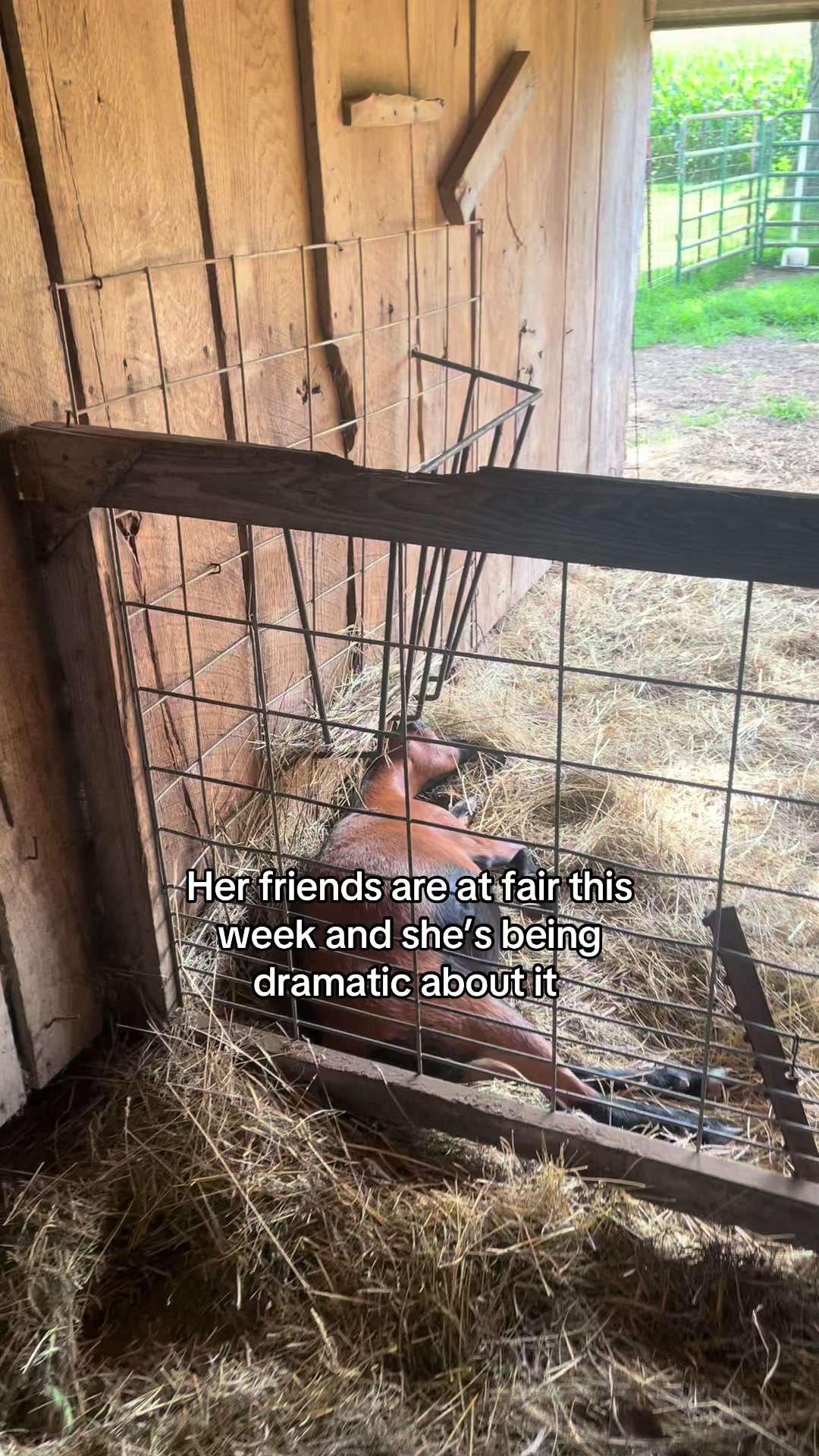 @Maple Leaf Livestock