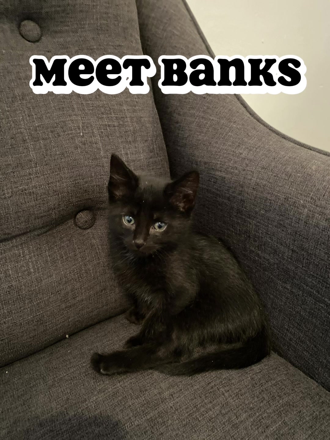@three_meows_and_a_lady