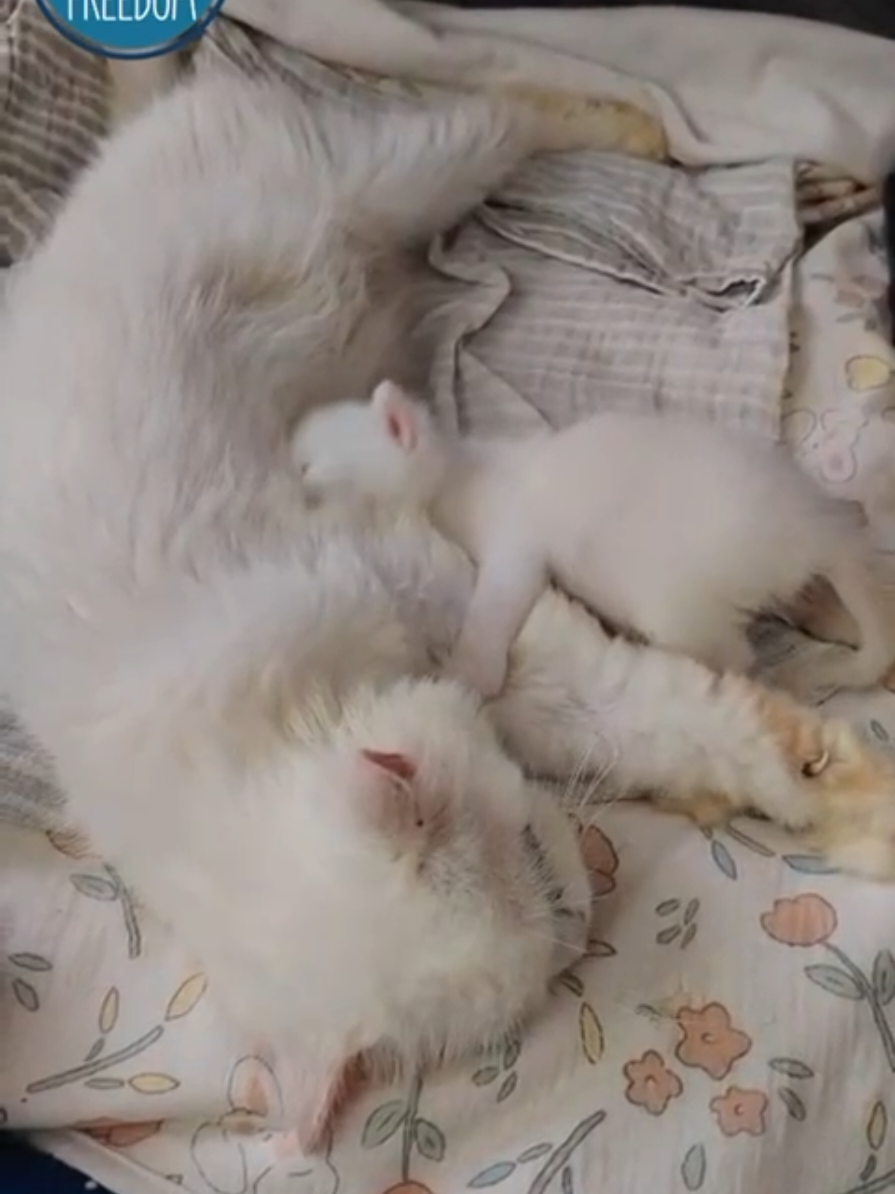 @tailsoffreedomsl