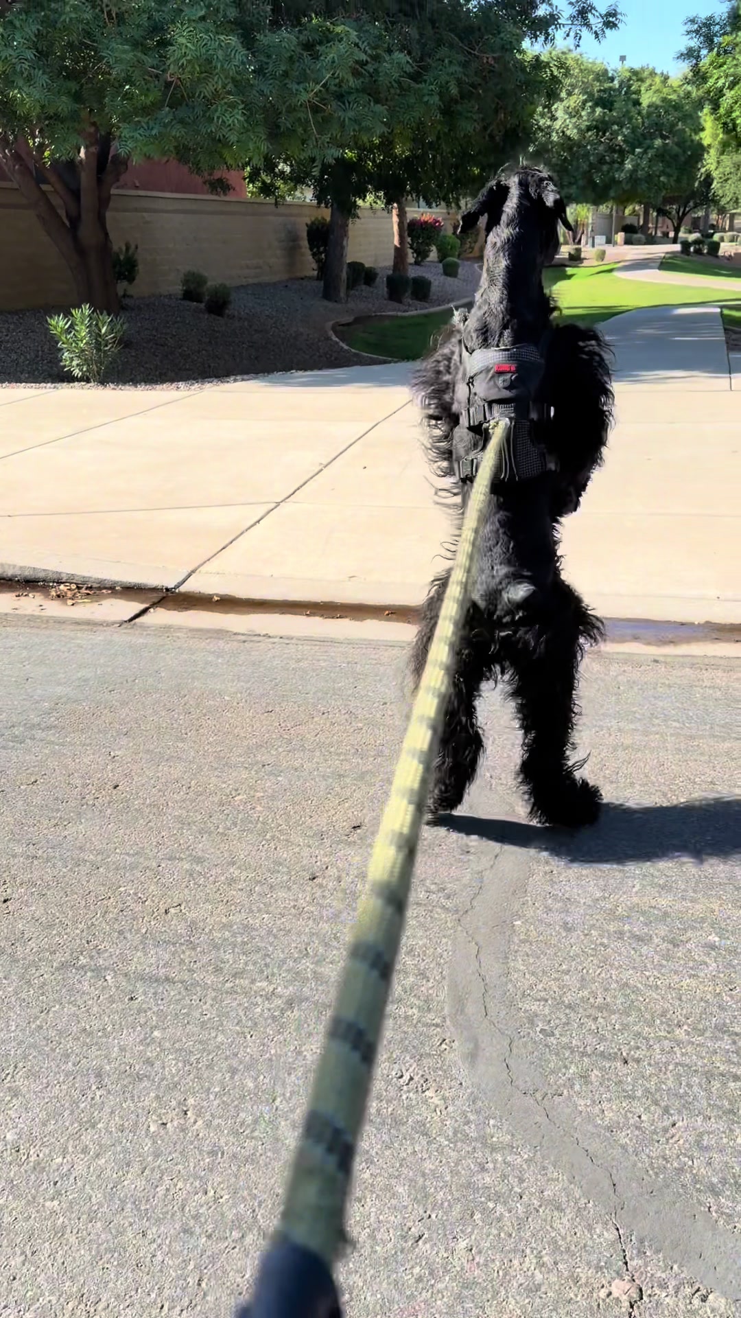 @Fiona Walks
