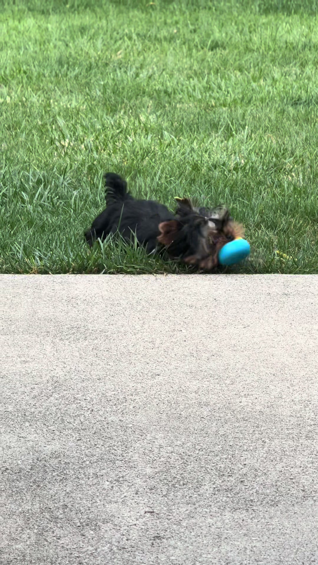 @Kimbrays Yorkies