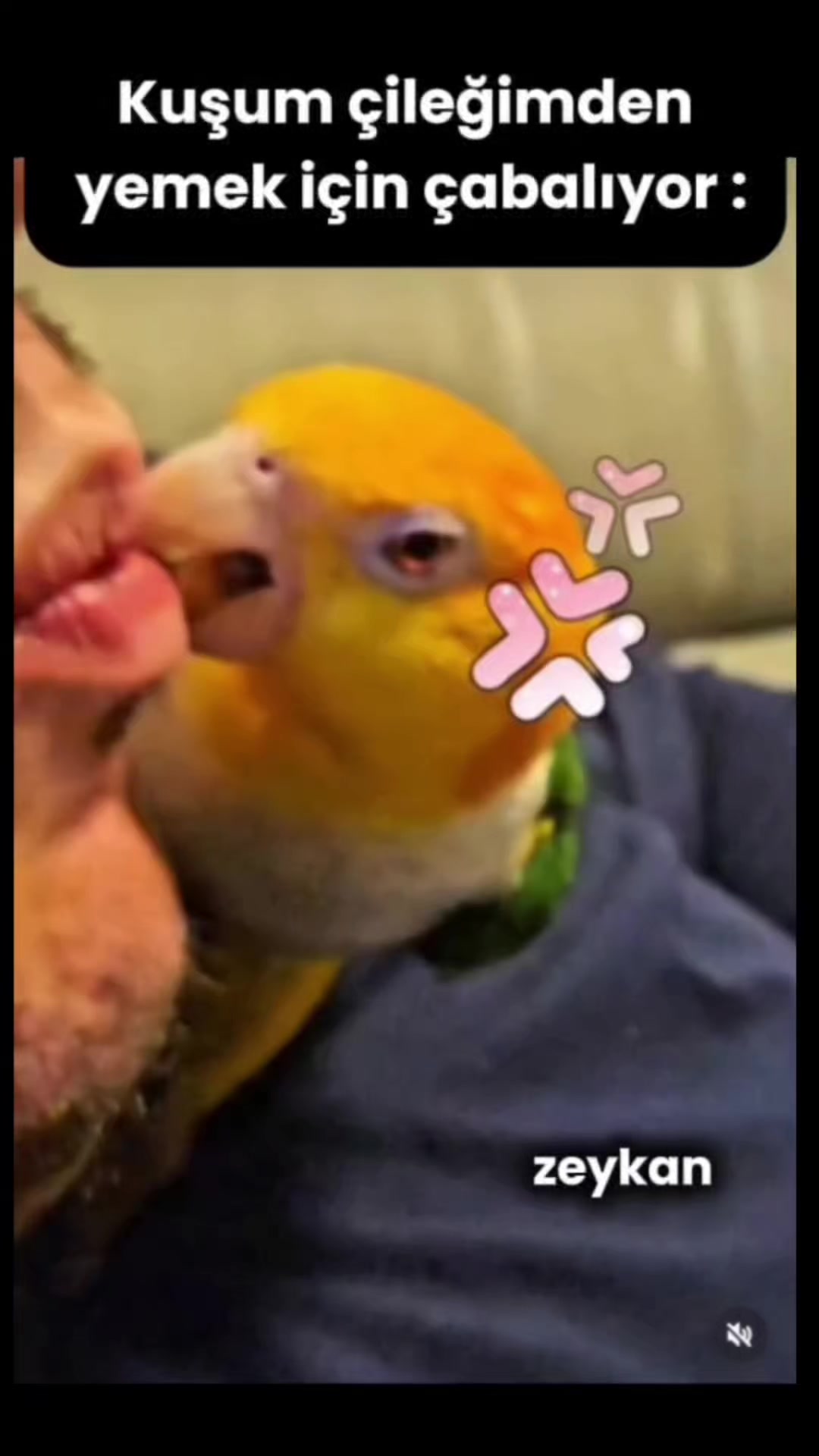 @zeykandub