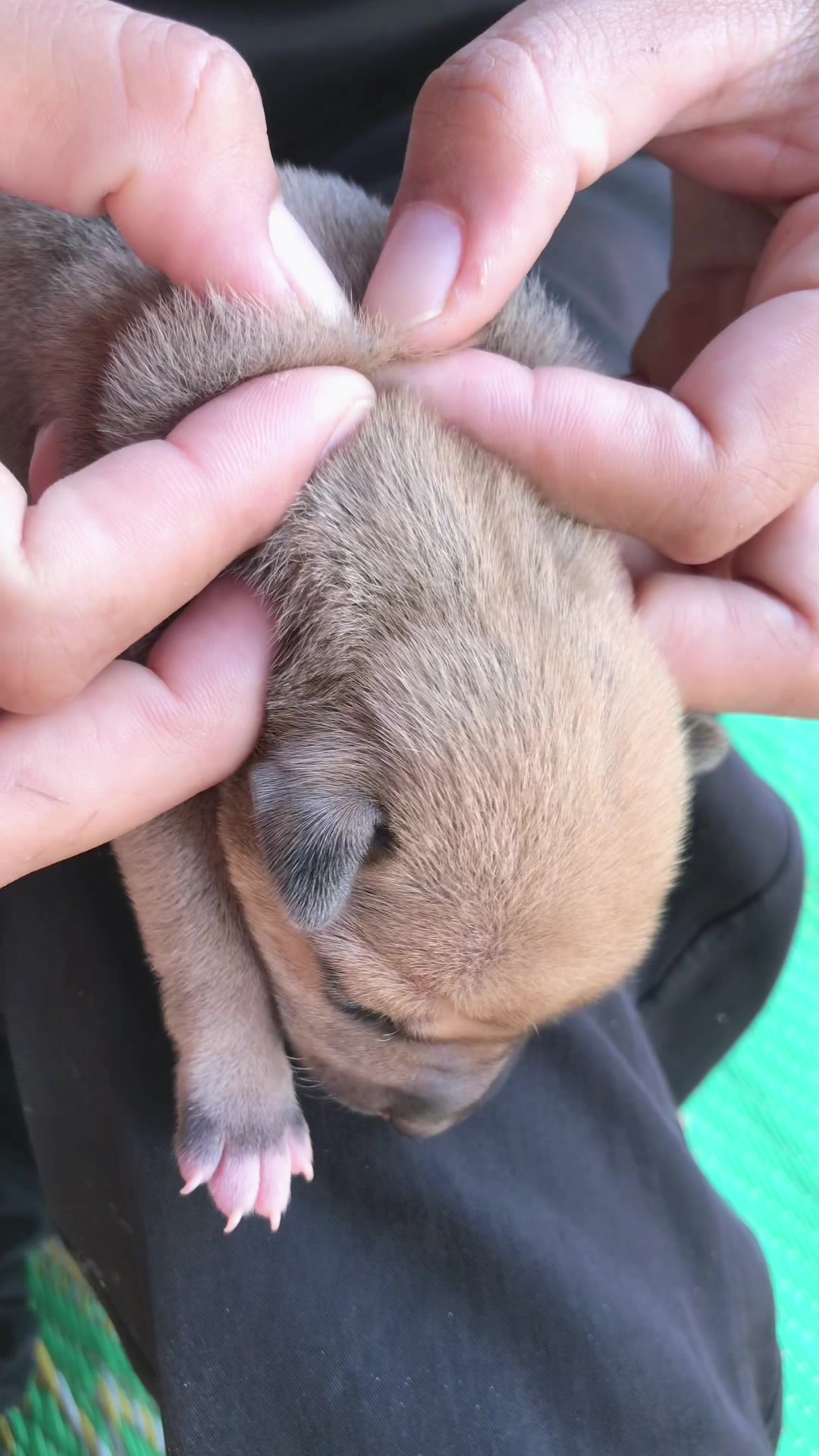 @lice puppy lovers