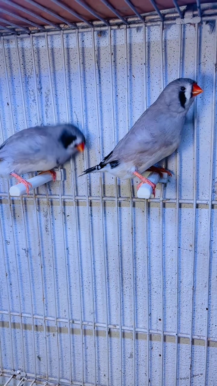 @Lala Aviary