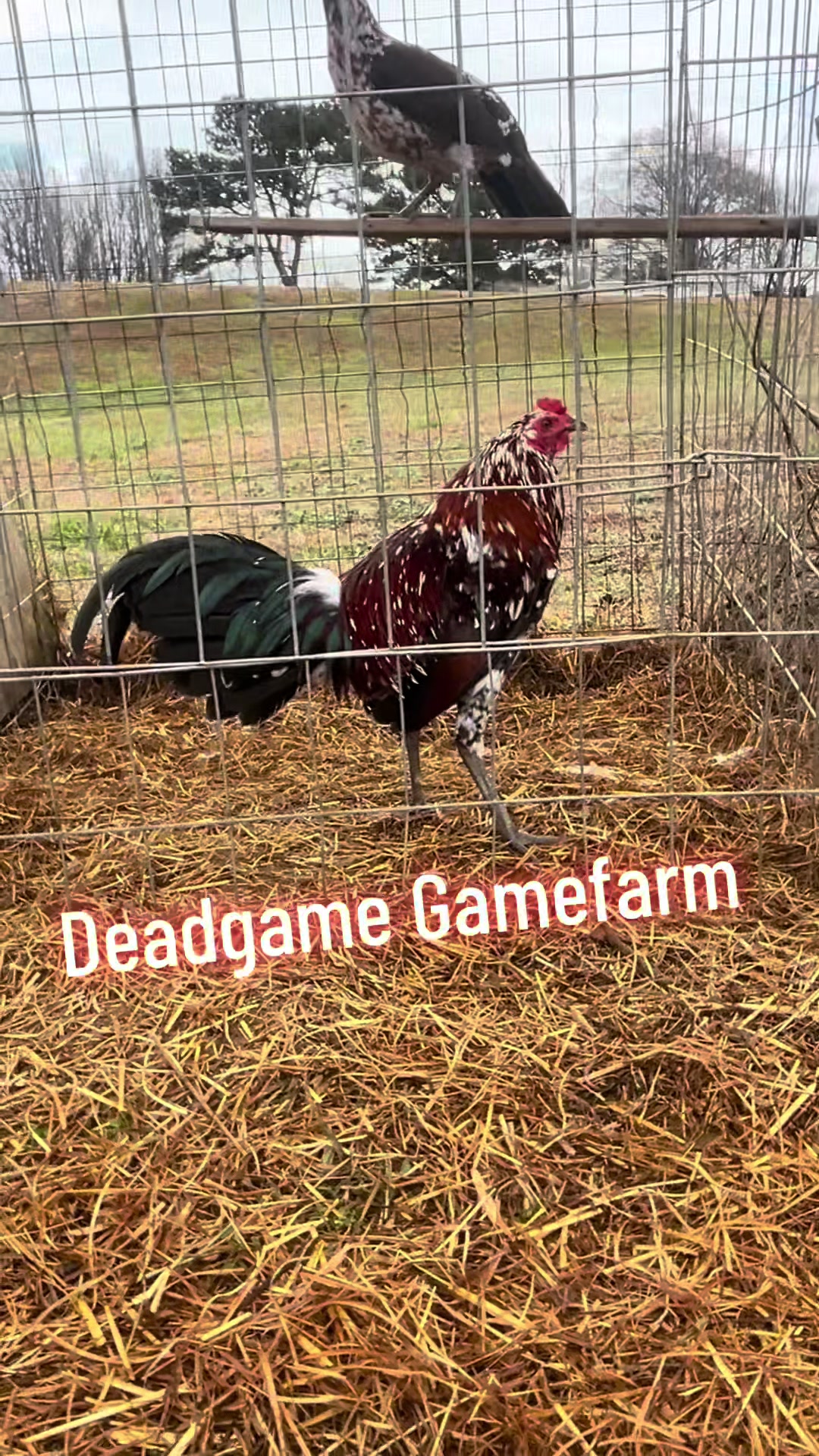 @DeadGame.Gamefarm